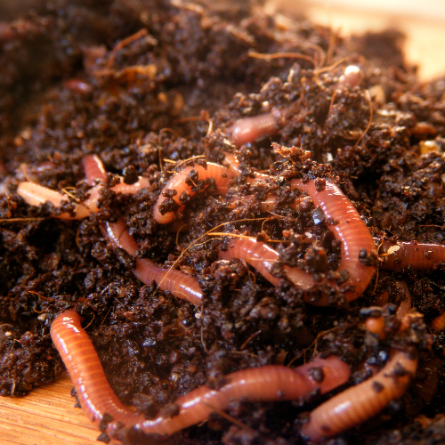 Keeping Red Wigglers & Nightcrawlers Together – Worm Farming Secrets